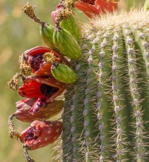 Saguaro cactus with fruit 